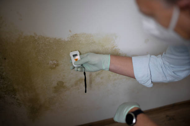 Best Office Mold Removal Services  in USA